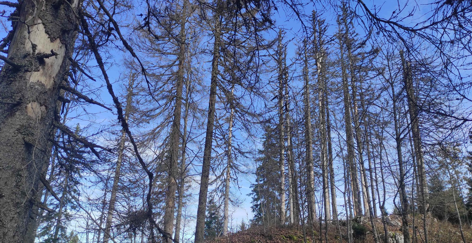 Regard d’un Chartrain sur les impacts du changement climatique dans le Haut-Jura