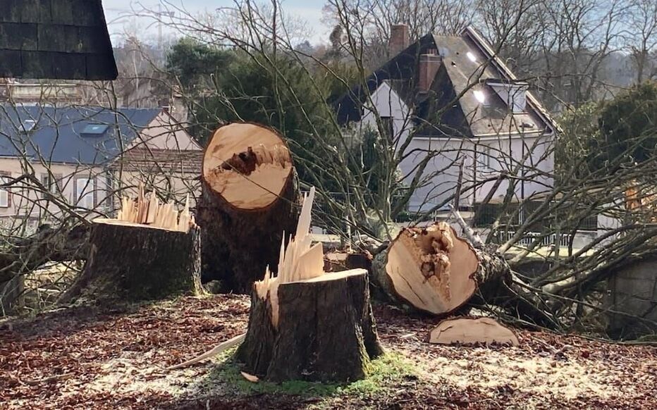 Sous le béton, la sève... (5)