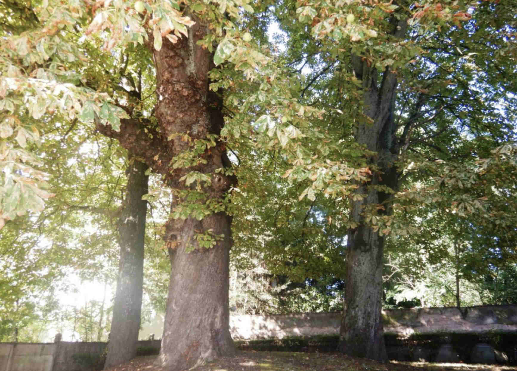 Sous le béton, la sève...(4)