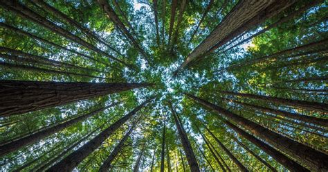 Le massacre des jardins et des arbres de Chartres continue inexorablement