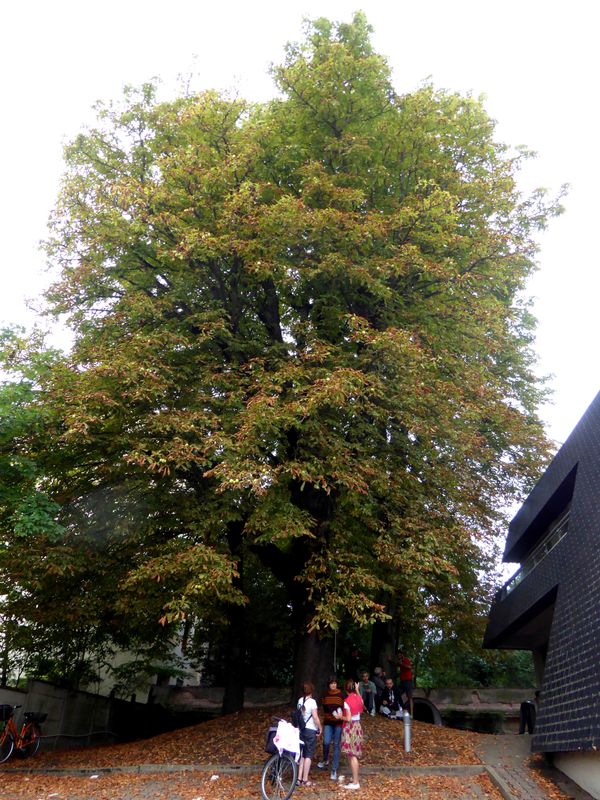 Les arbres de Chartres