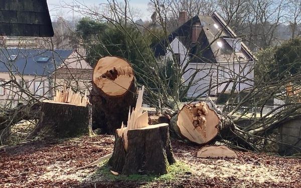 Sous le béton, la sève... (5)