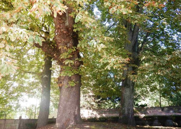 Sous le béton, la sève...(4)