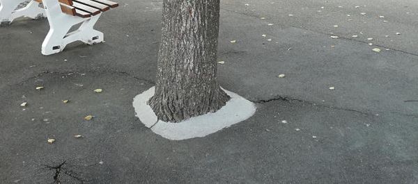 On achève bien les arbres...