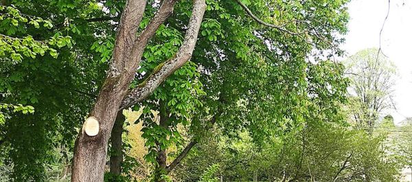 "Les arbres seront chouchoutés", qu'elle disait...