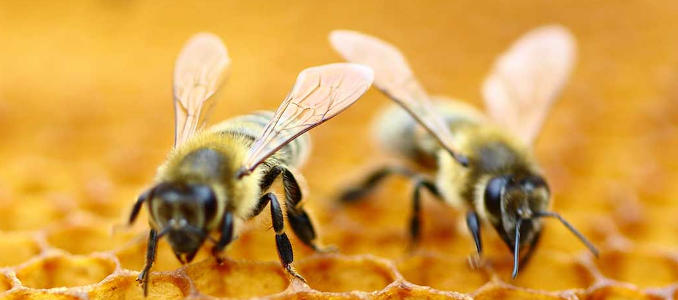 Pétition contre les tueurs d'abeilles